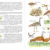 Aves de España | nueva edición | Eduardo de Juana y Juan Varela | Lynx Nature Books