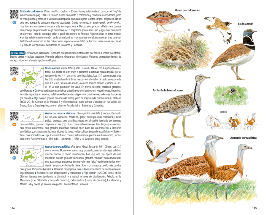 Aves de España | nova edició | Eduardo de Juana i Juan Varela | Llibres de natura Lynx