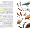 Aves de España | nueva edición | Eduardo de Juana y Juan Varela | Lynx Nature Books