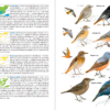 Aves de España | nueva edición | Eduardo de Juana y Juan Varela | Lynx Nature Books