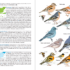 Aves de España | nueva edición | Eduardo de Juana y Juan Varela | Lynx Nature Books