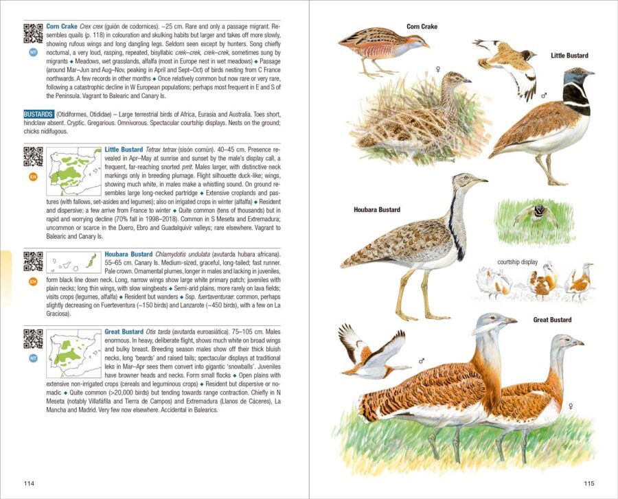 Birds of Spain - Image 2