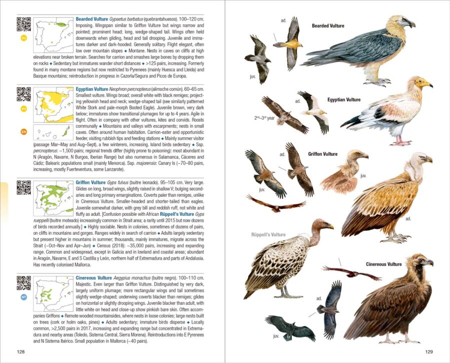 Birds of Spain - Image 3