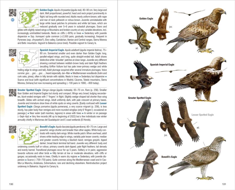 Birds of Spain - Imatge 4