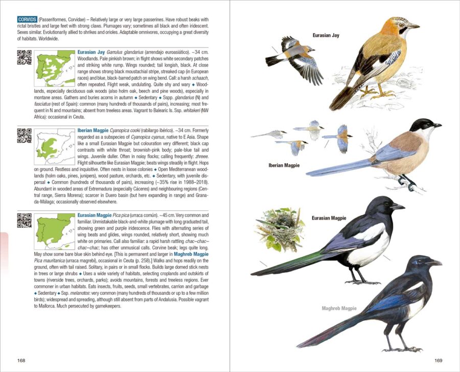 Birds of Spain - Imatge 5