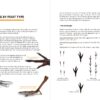 Birds That Leave Their Mark - Imatge 3