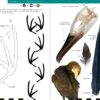 Birds That Leave Their Mark - Imatge 4