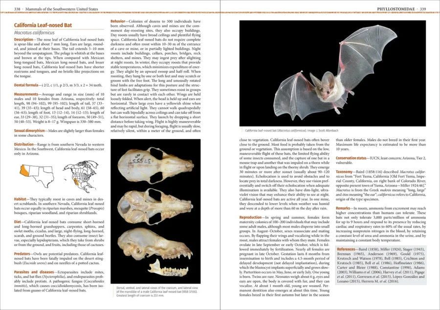 Mammals of the Southwestern United States - Imatge 5