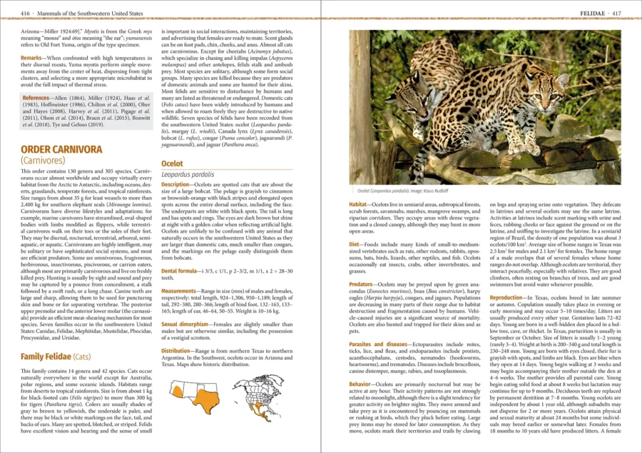 Mammals of the Southwestern United States - Imatge 6