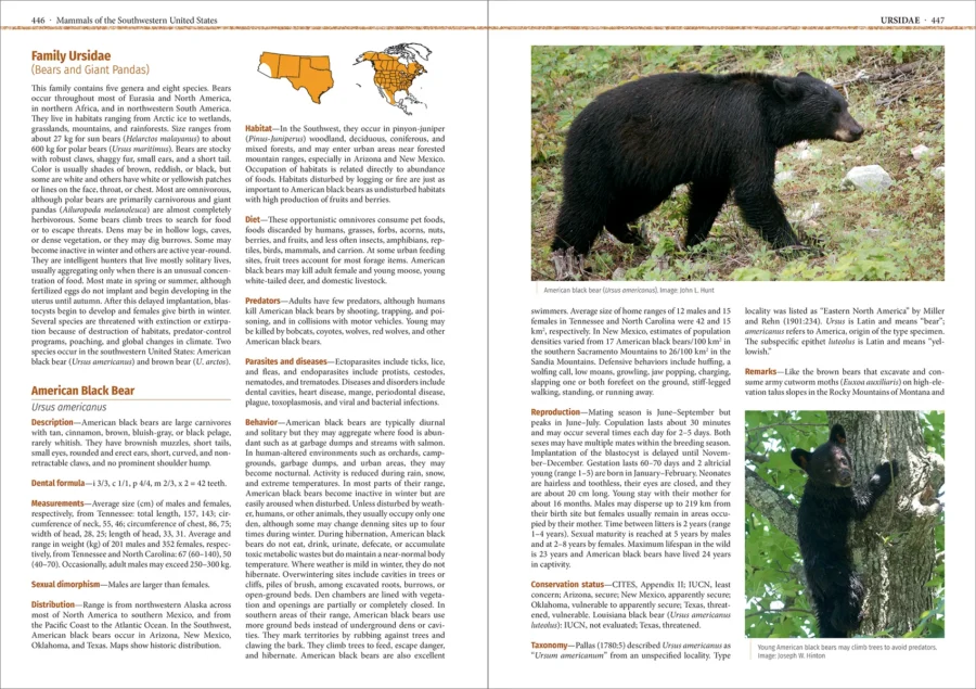Mammals of the Southwestern United States - Imatge 7