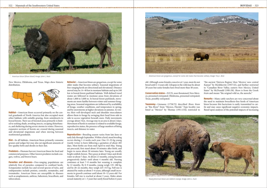 Mammals of the Southwestern United States - Imatge 8