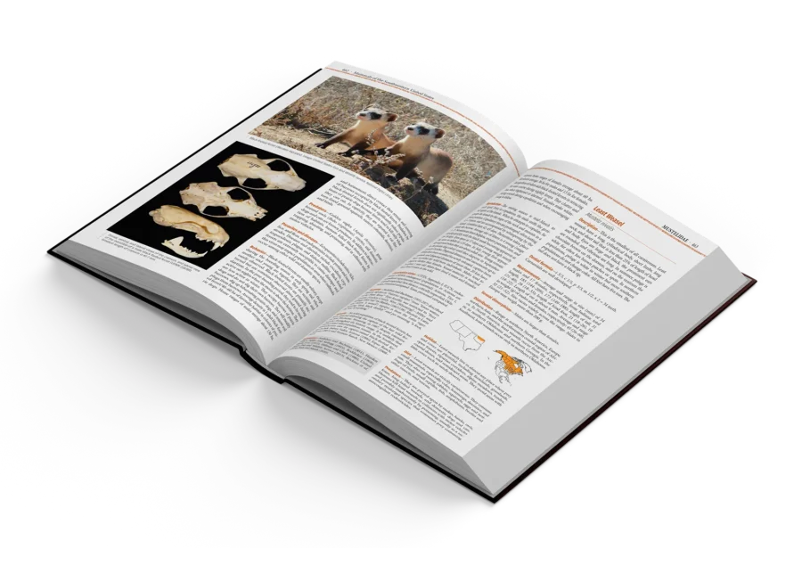 Mammals of the Southwestern United States - Imatge 2