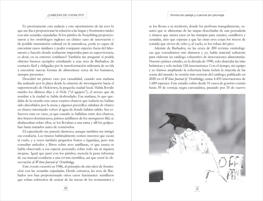 ¿Cabezas de chorlito? - Image 3
