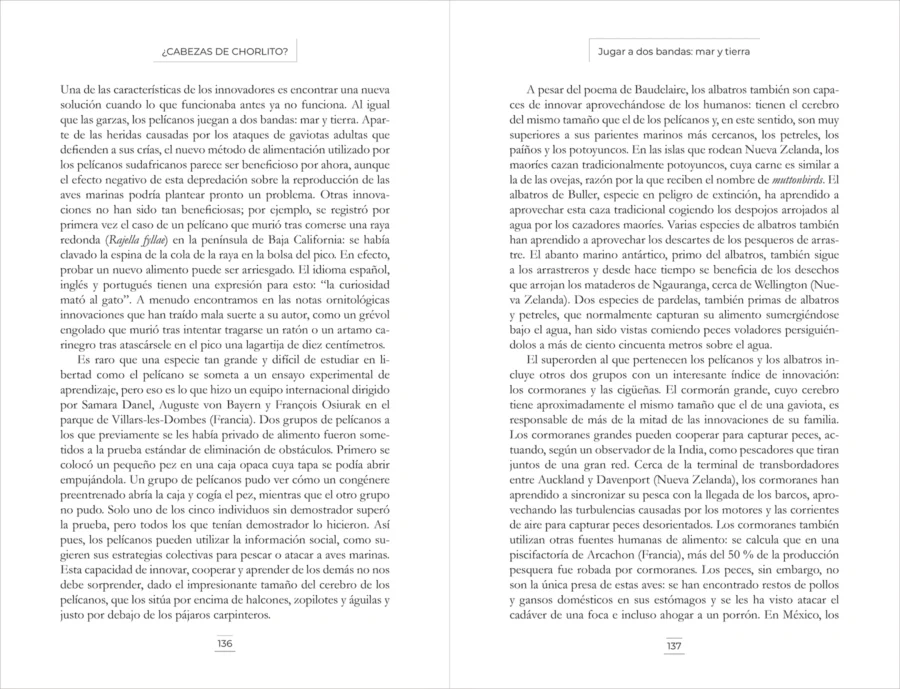 ¿Cabezas de chorlito? - Image 5
