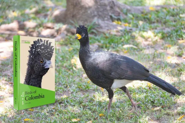 Birds of Colombia field guide by Steven L. Hilty – Lynx Edicions
