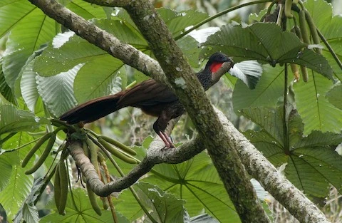 Cauca Guan photographed by Josep del Hoyo | Birds of Colombia field guide by Steven L. Hilty – Lynx Edicions