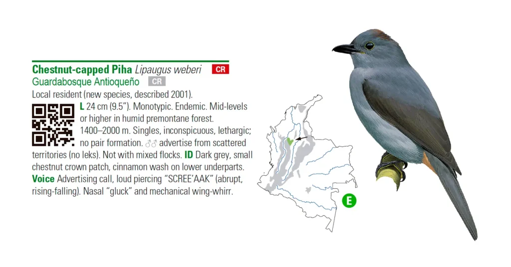 Example species entry: Chestnut-capped Piha (Lipaugus weberi) – Birds of Colombia, p. 352