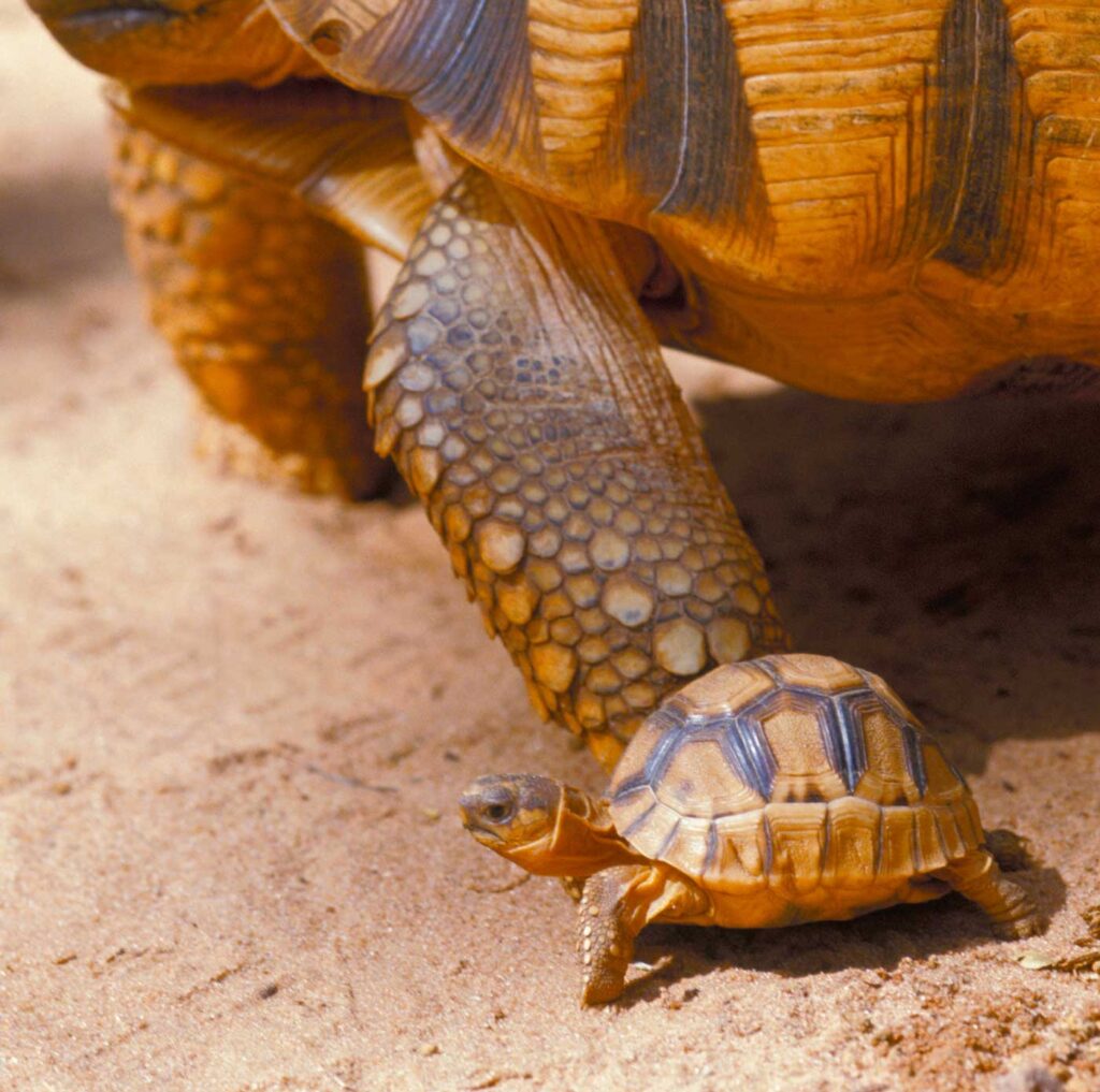 Photo: Nick Garbutt/naturepl.com