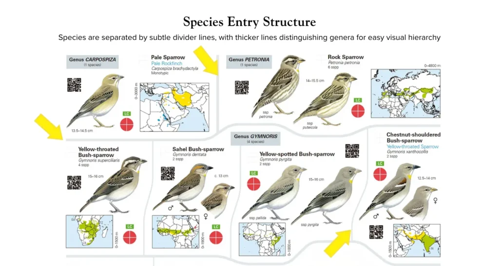 Species are separated by subtle divider lines, with thicker lines distinguishing genera for easy visual hierarchy