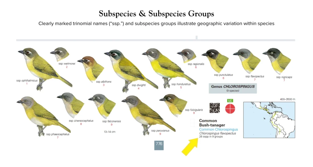 Clearly marked trinomial names (“ssp.”) and subspecies groups illustrate geographic variation within species