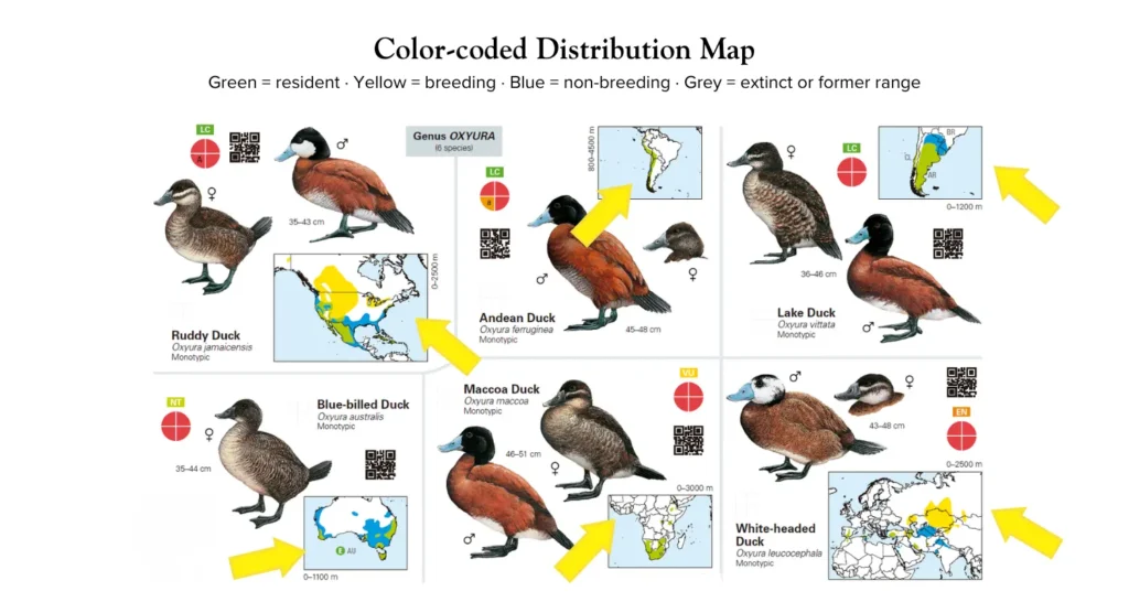 Green = resident · Yellow = breeding · Blue = non-breeding · Grey = extinct or former range