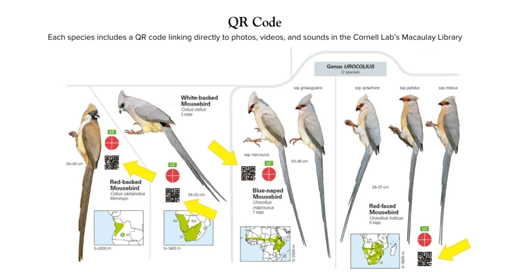 Each species includes a QR code linking directly to photos, videos, and sounds in the Cornell Lab’s Macaulay Library