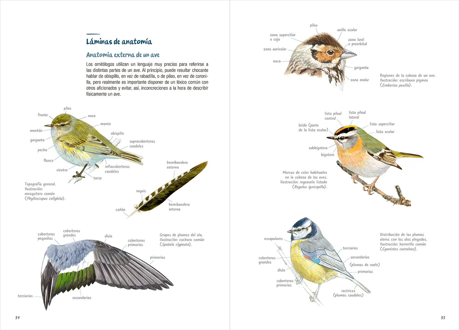 Láminas de anatomía de aves con ilustraciones etiquetadas que muestran las principales partes del cuerpo, la cabeza, las plumas y las alas para aprender identificación ornitológica.