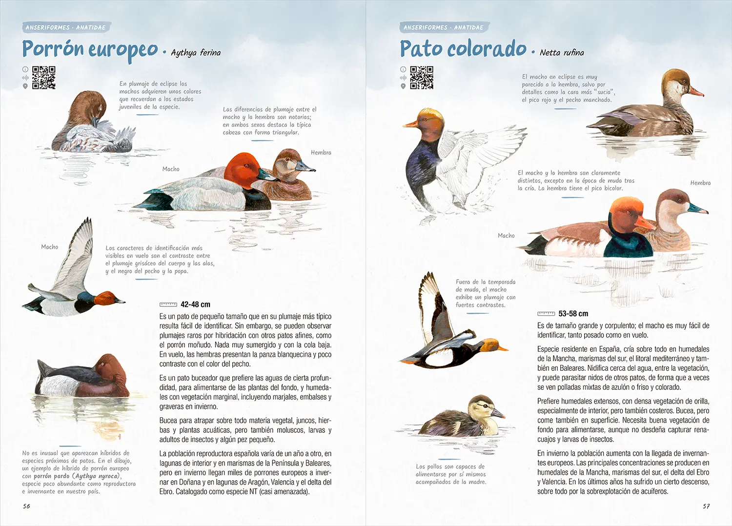 Fichas ilustradas de porrón europeo y pato colorado con comparaciones de machos, hembras y plumajes, mostrando cómo identificar aves acuáticas en el campo.