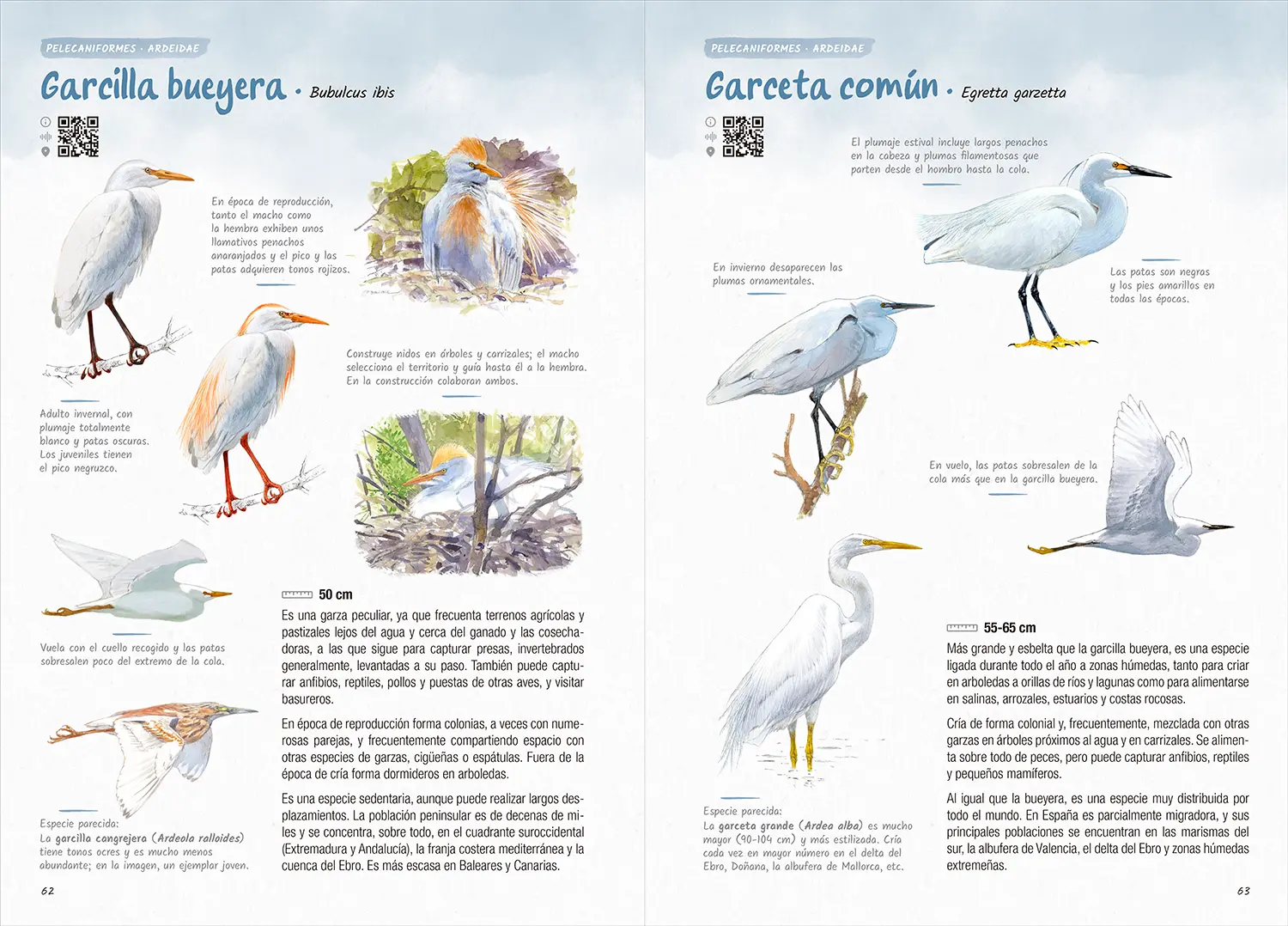 Ilustraciones detalladas de garcilla bueyera y garceta común, con vistas posadas y en vuelo que destacan los rasgos clave para su identificación.