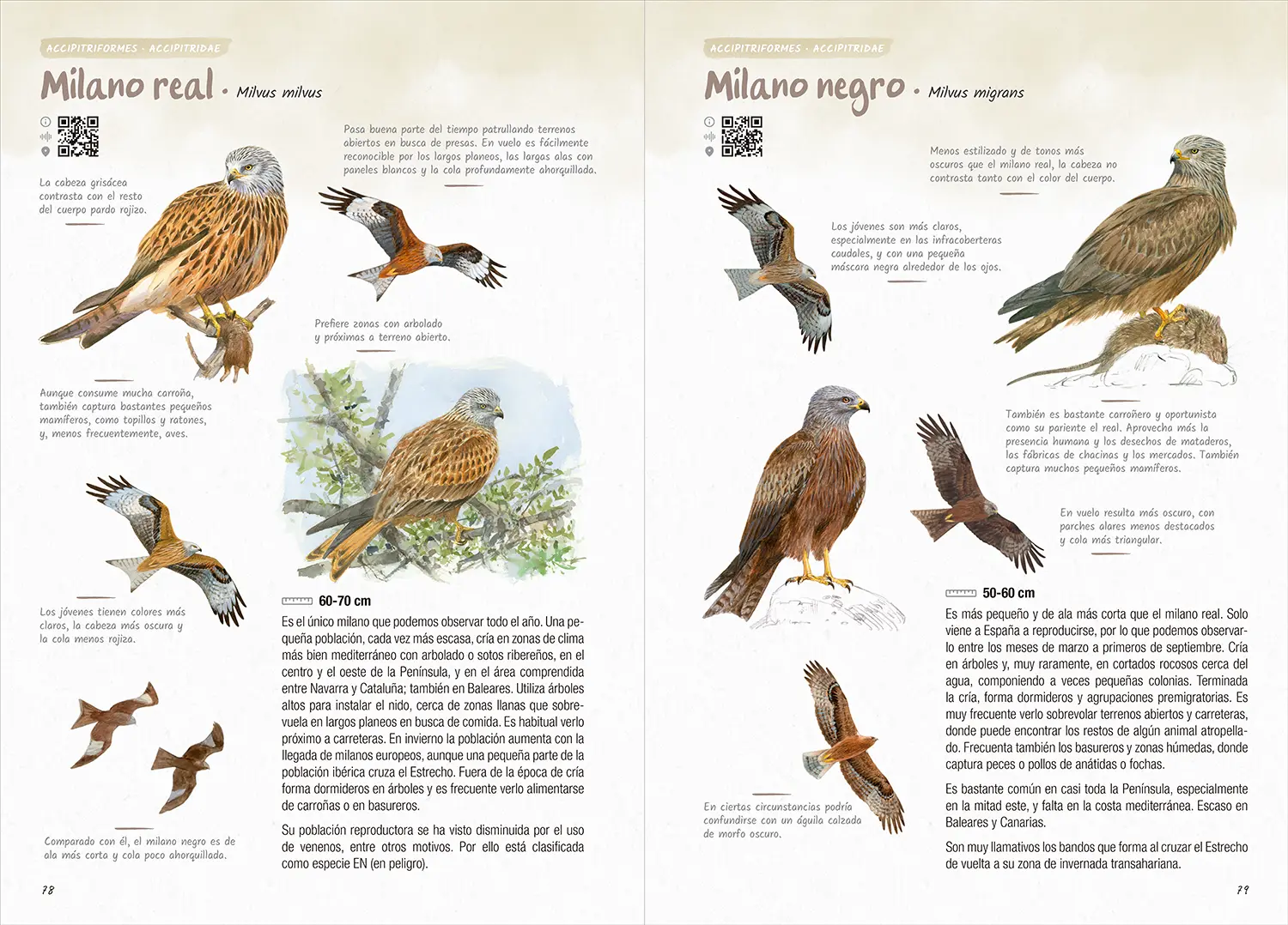 Comparativa ilustrada entre milano real y milano negro, mostrando diferencias de plumaje, silueta y vuelo para reconocer estas rapaces ibéricas.
