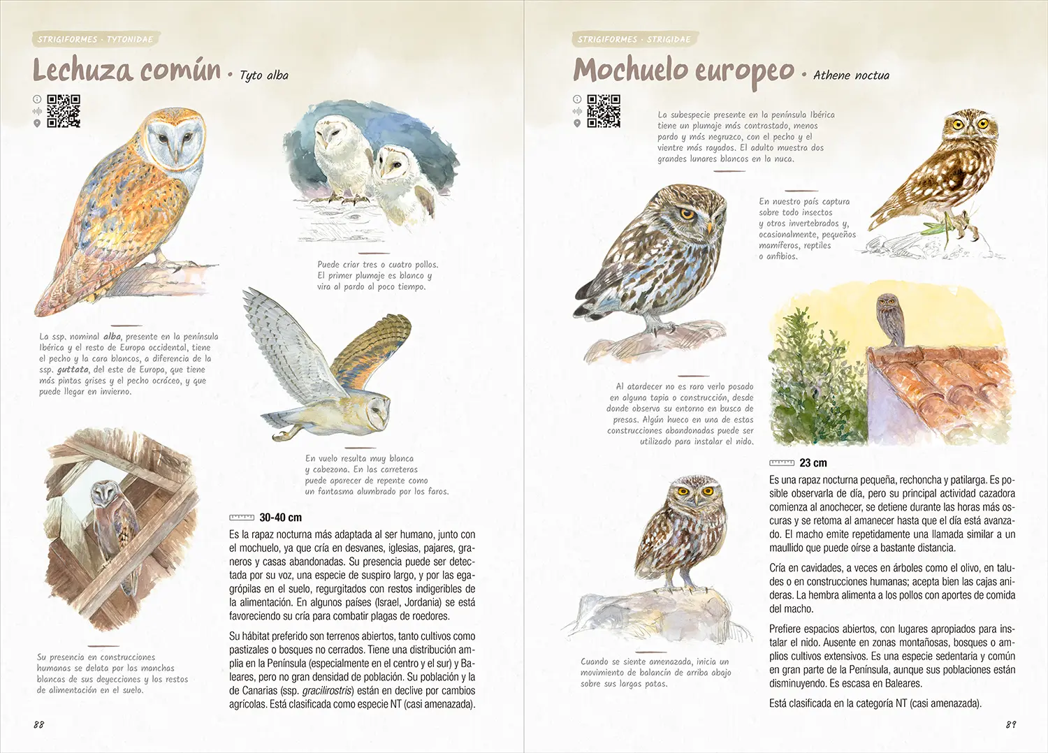 Fichas de lechuza común y mochuelo europeo con ilustraciones de adultos, jóvenes y escenas de comportamiento, ideales para iniciarse en la identificación de rapaces nocturnas.