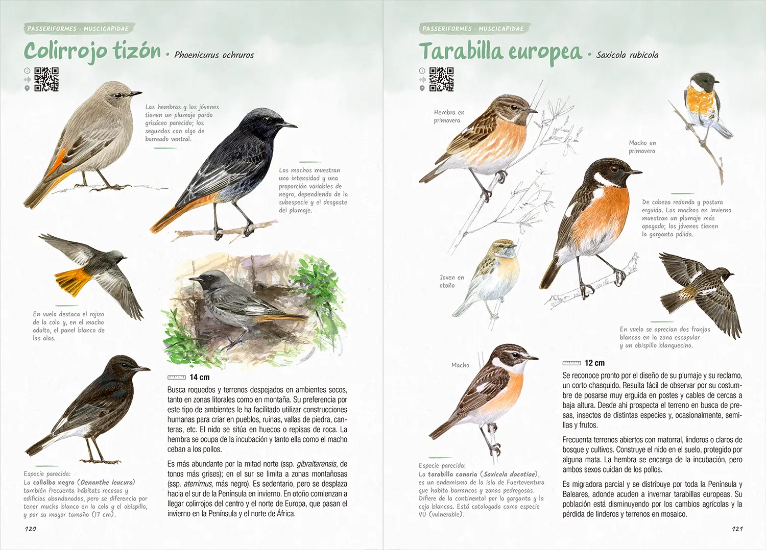 Ilustraciones de colirrojo tizón y tarabilla europea en distintas edades y sexos, con detalles de plumaje y comportamiento para aprender a reconocer paseriformes.