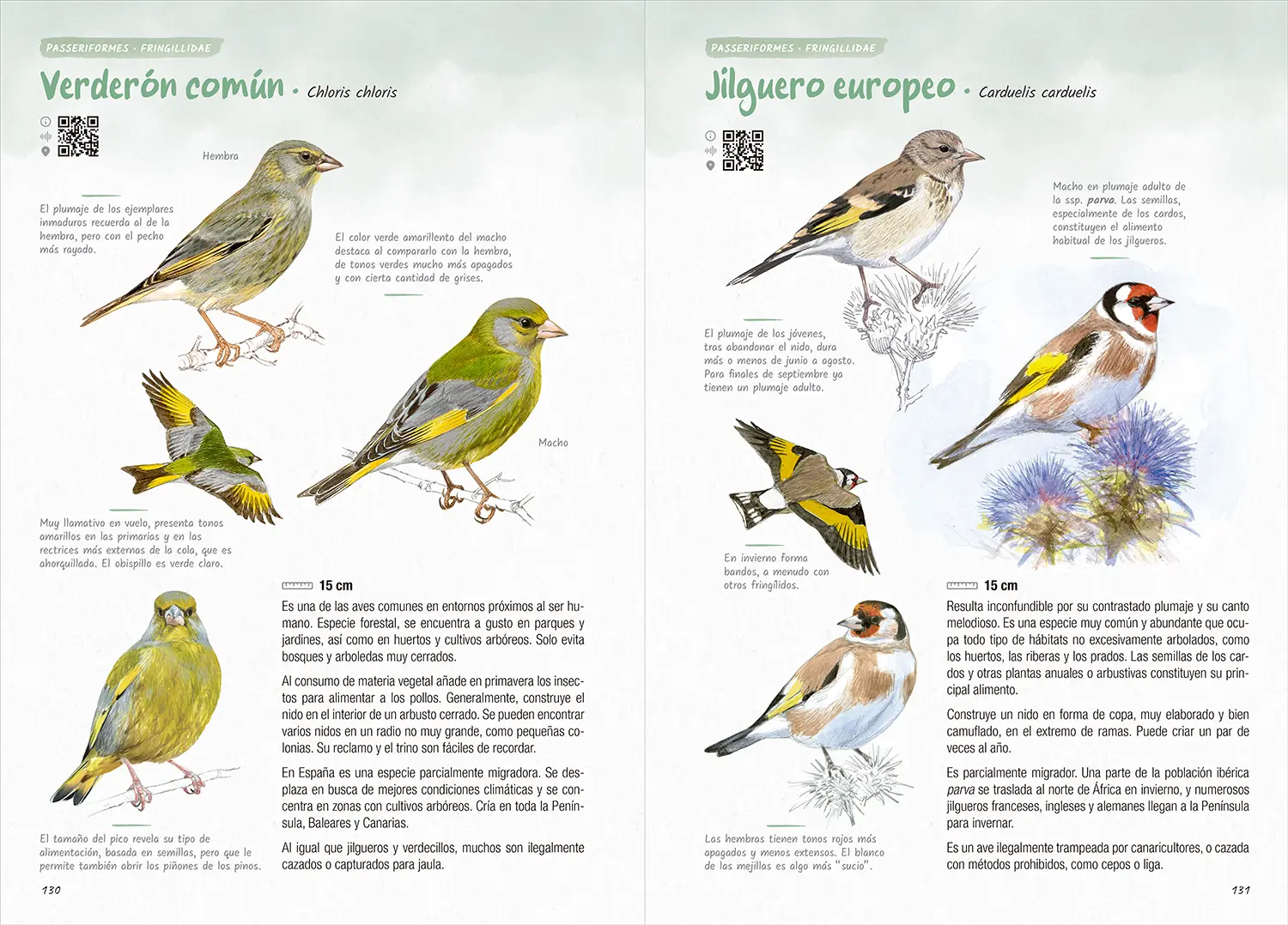 Fichas ilustradas de verderón común y jilguero europeo que muestran machos, hembras y aves en vuelo, destacando los colores y patrones característicos de estas especies.