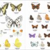 Mariposas de España y Europa página de muestra