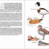 ave de España; ave muda; águilas en España; cotorras en España; libro de ornitología; guías de aves; libro de identificación de aves