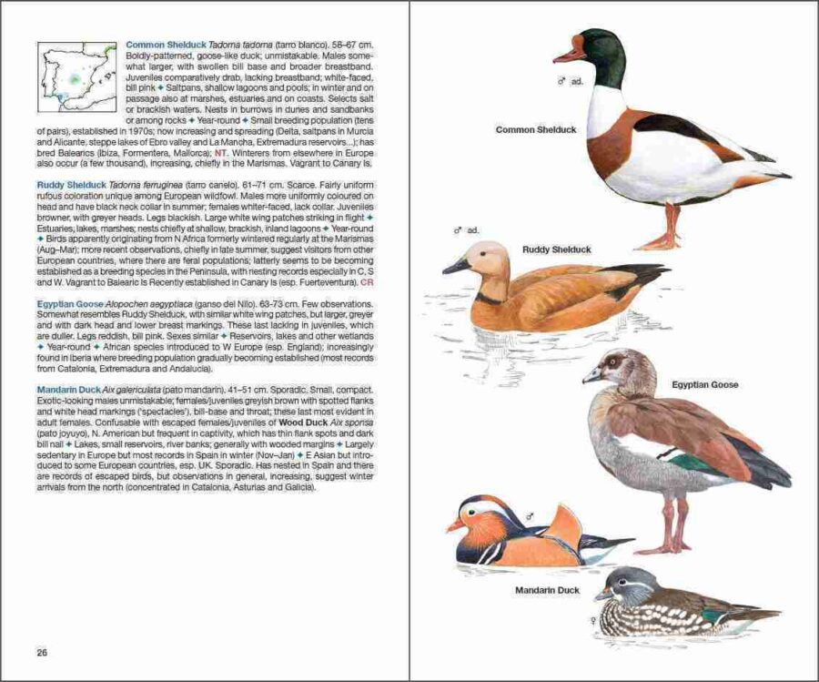 ave de España; ave muda; águilas en España; cotorras en España; libro de ornitología; guías de aves; libro de identificación de aves