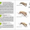 Mamíferos de España sample page