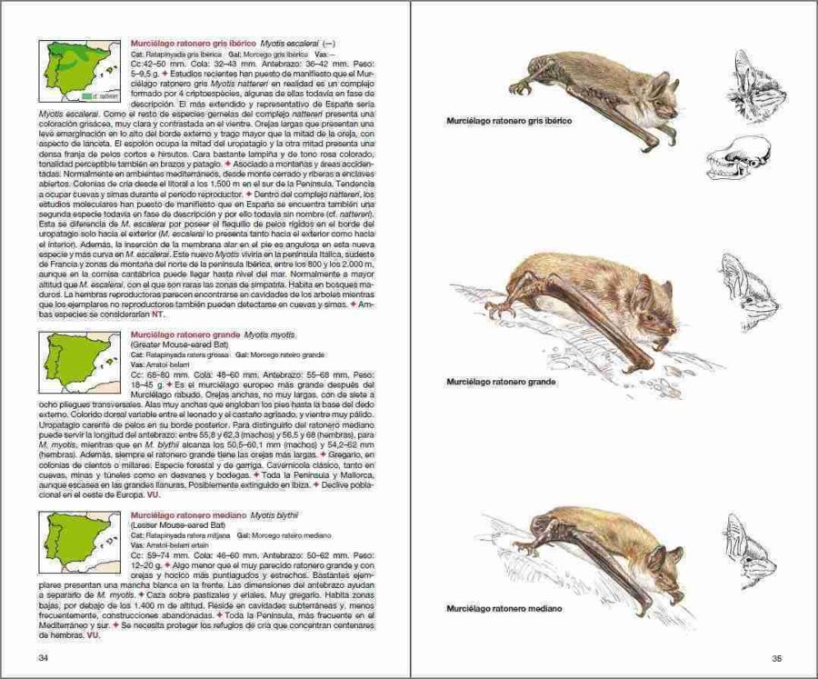 Página de muestra de Mamíferos de España