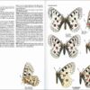 Mariposas de España y Europa página de muestra