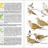 ave de España; ave muda; águilas en España; cotorras en España; libro de ornitología; guías de aves; libro de identificación de aves
