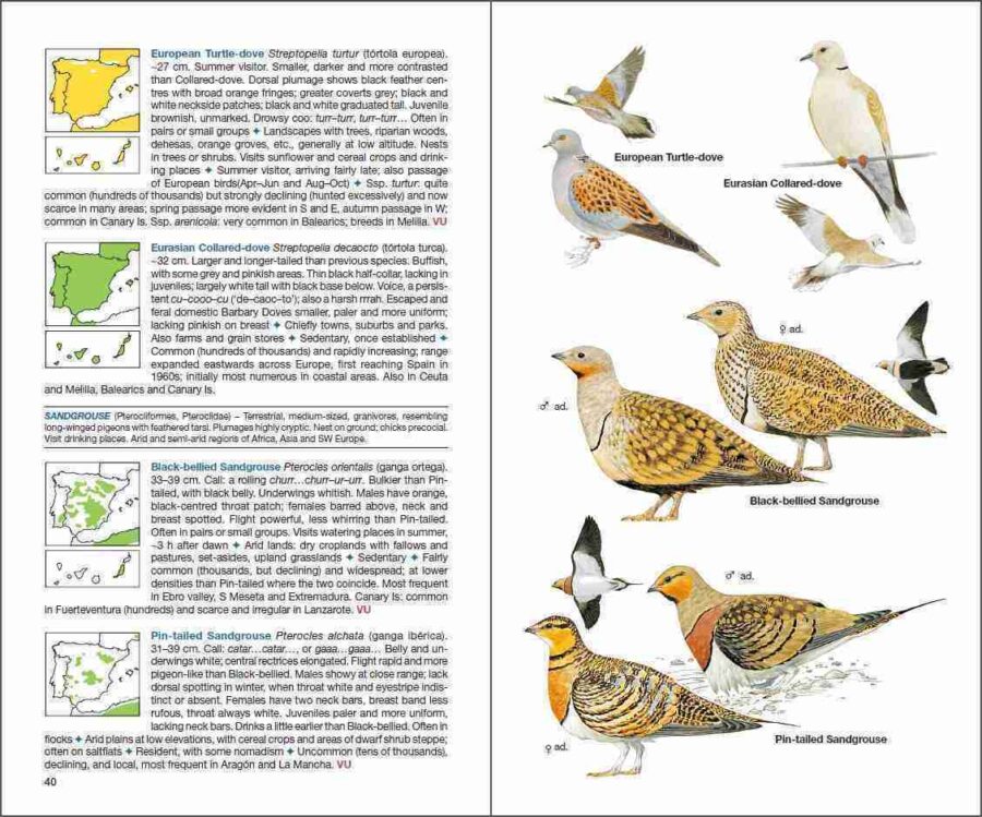 ave de España; ave muda; águilas en España; cotorras en España; libro de ornitología; guías de aves; libro de identificación de aves