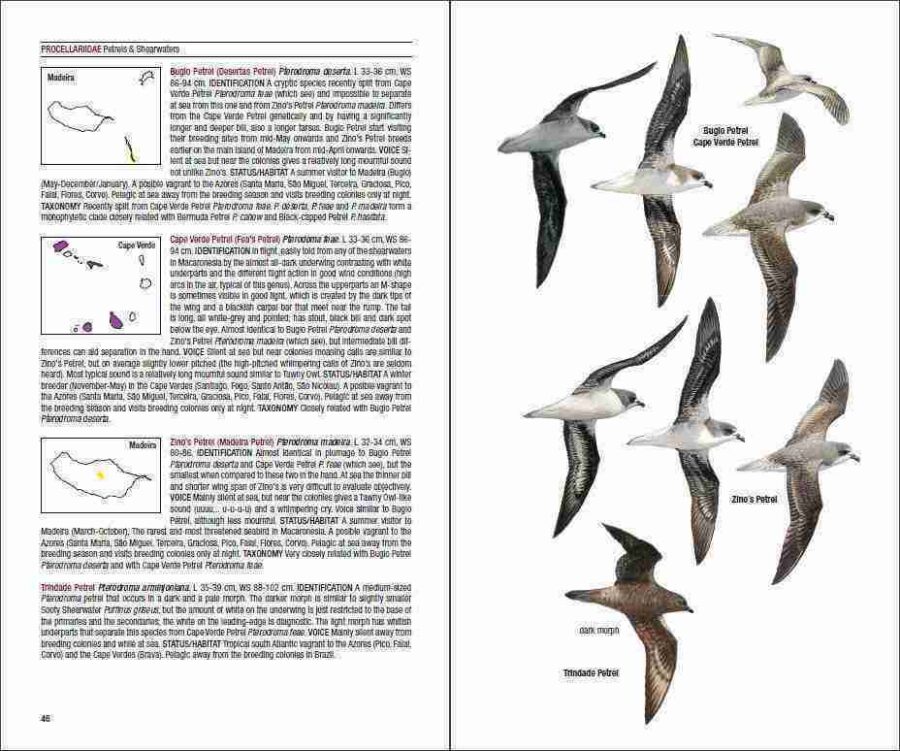 Guía de campo de las aves de la Macaronesia página de muestra