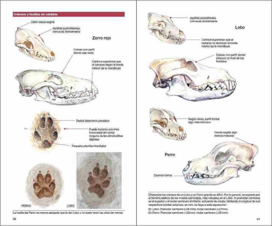 Página de muestra de Mamíferos de España