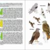 Aves de Portugal sample page