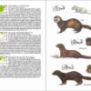 Mamíferos de España sample page