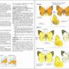 Mariposas de España y Europa página de muestra