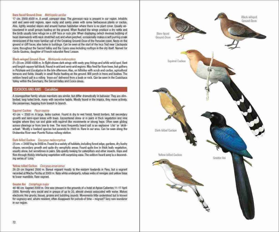 Field Guide to the Birds of Machu Picchu and the Cusco Region, Peru - 图片 10