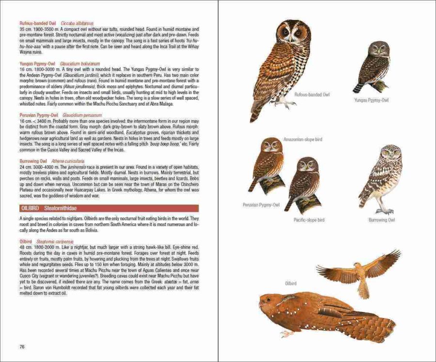 Field Guide to the Birds of Machu Picchu and the Cusco Region, Peru sample page