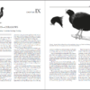 Curassows and Related Birds sample page