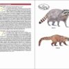 Mamíferos de España sample page